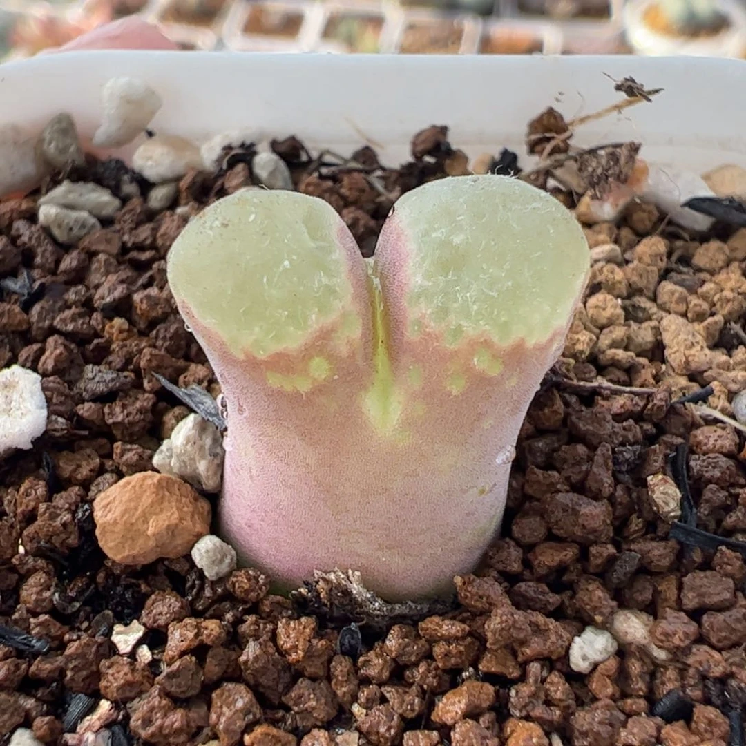 047多肉植物组合