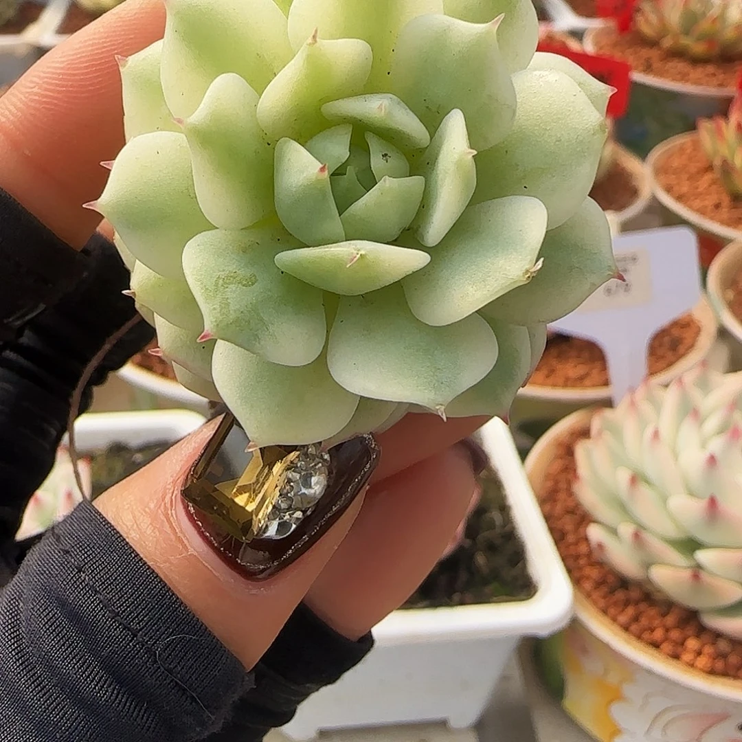 静夜锦多肉植物的