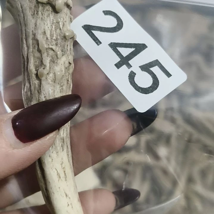 福***华鹿角鹿角鹿角鹿角鹿角鹿角