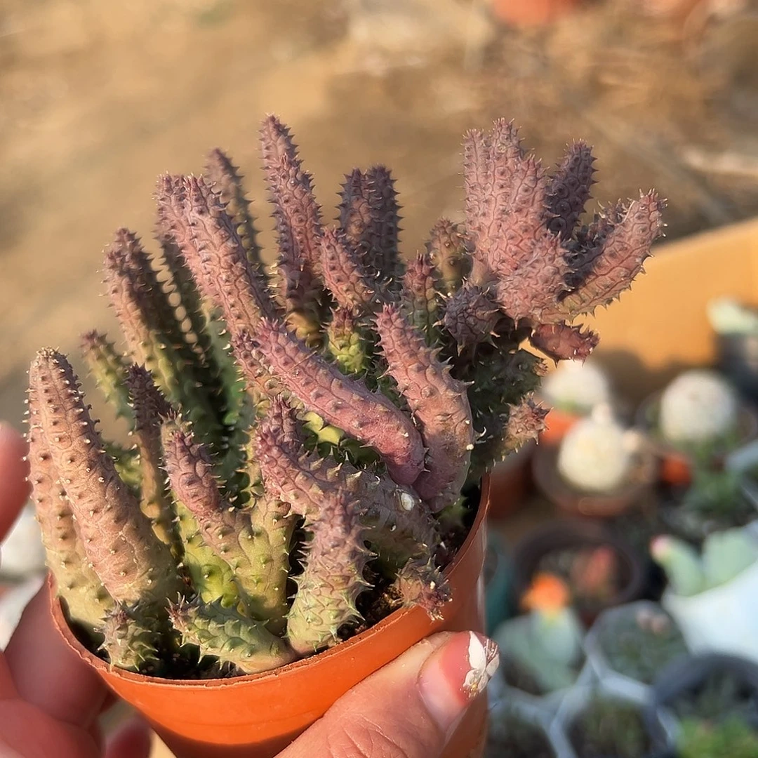 多肉植物罗摩群生