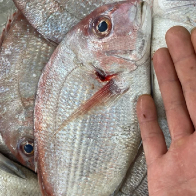 青岛海钓加吉鱼鲷鱼3.5斤（每条1.5斤左右）做鱼汤佳品