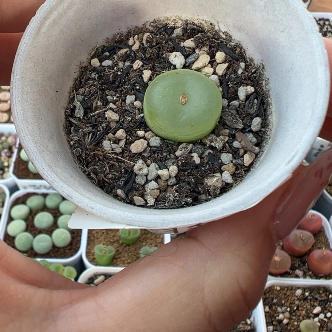 670日系拉登带盆土发货