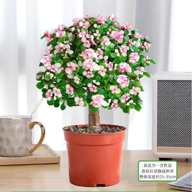 多肉植物金枝玉叶盆栽雅乐之舞老桩稀有品种室内绿植肉肉花卉盆景