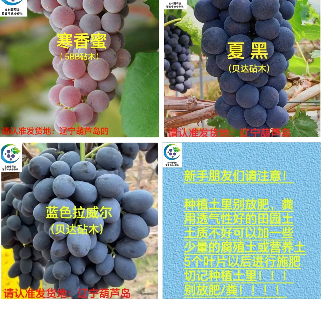 无籽葡萄品种混搭（寒香蜜苗细介意勿拍）（3株包邮 ）4.27号更新