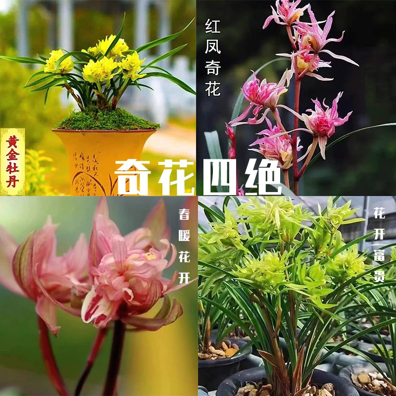 新品 奇花四绝 兰花 全都都有带花苞浓香好养型绿植花卉