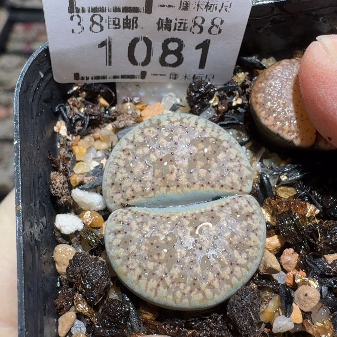 用***1zzz好货也清仓1081