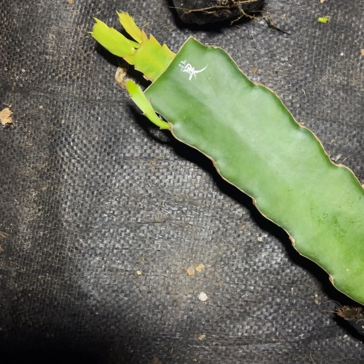 莫瑞克嫁接单片小破苗一颗12.8