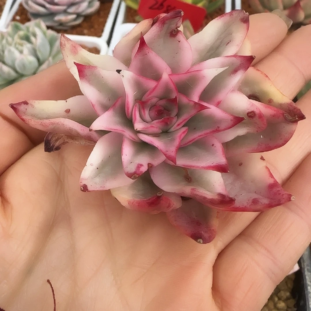 吉赛儿锦多肉植物