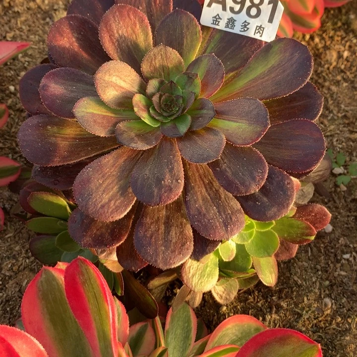 ℘****981多肉植物一物一拍