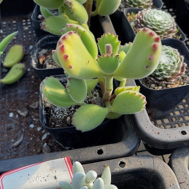 大绿熊带盆土发货