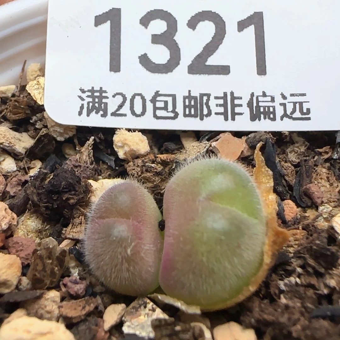 带盆土。