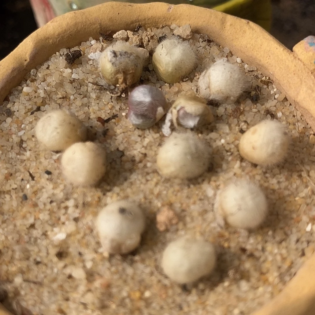 史蒂芬尼毛球一颗