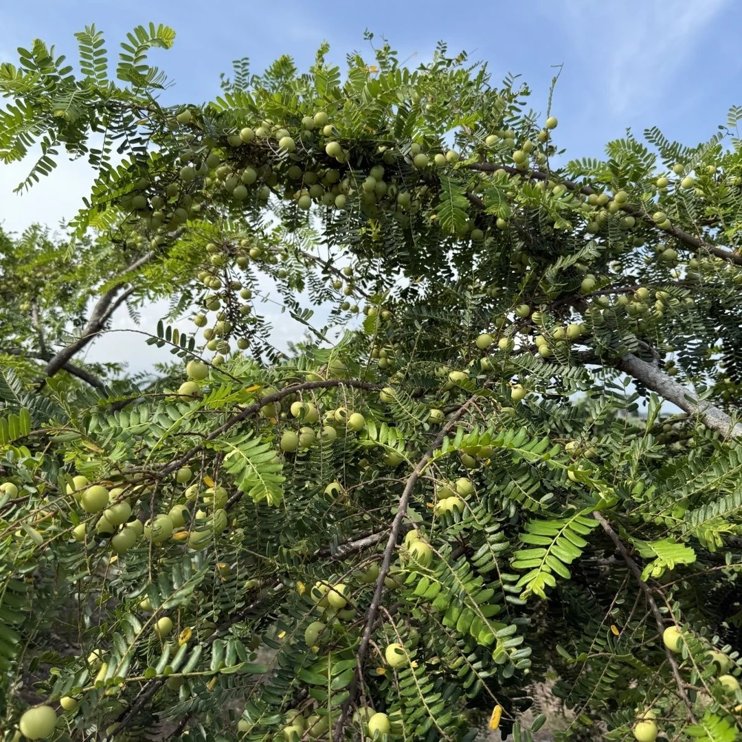 潮汕特产西饼甜种油甘果新鲜采摘生吃榨汁煲汤酥脆回甘