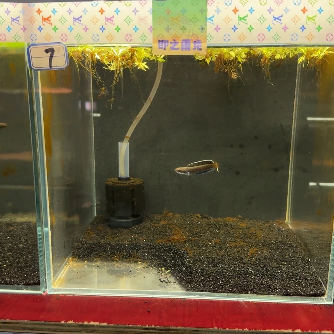 雷龙鱼奶茶雷龙7号缸包邮包损