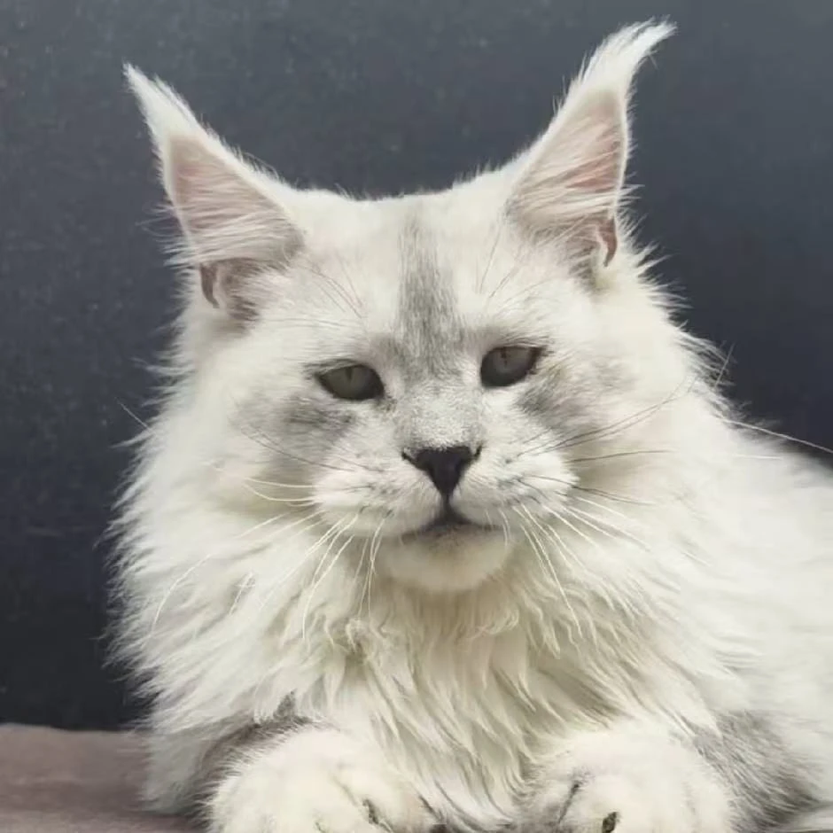 优喵缅因猫幼猫烟灰棕虎缅因银虎斑活体猫咪