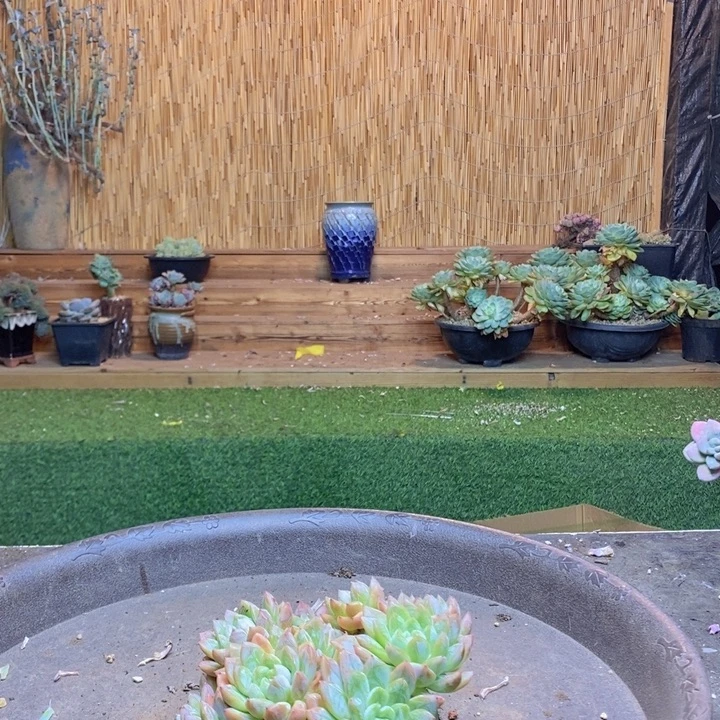 *****138号爱沙公主多肉植物