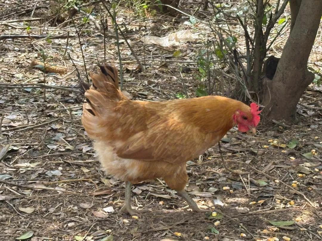 散养土鸡（母鸡2只，宰杀去毛、去内脏后，顺丰包邮）