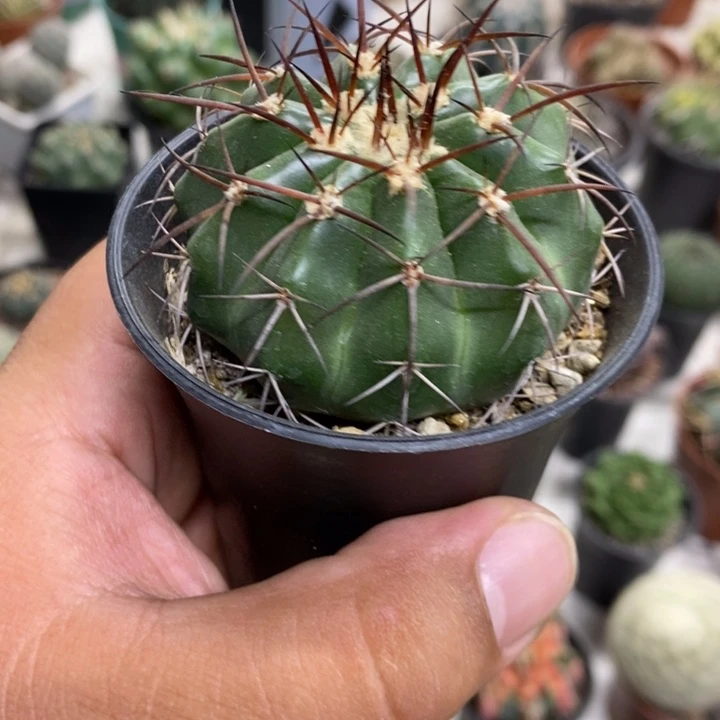 实生圆盘玉特价福利