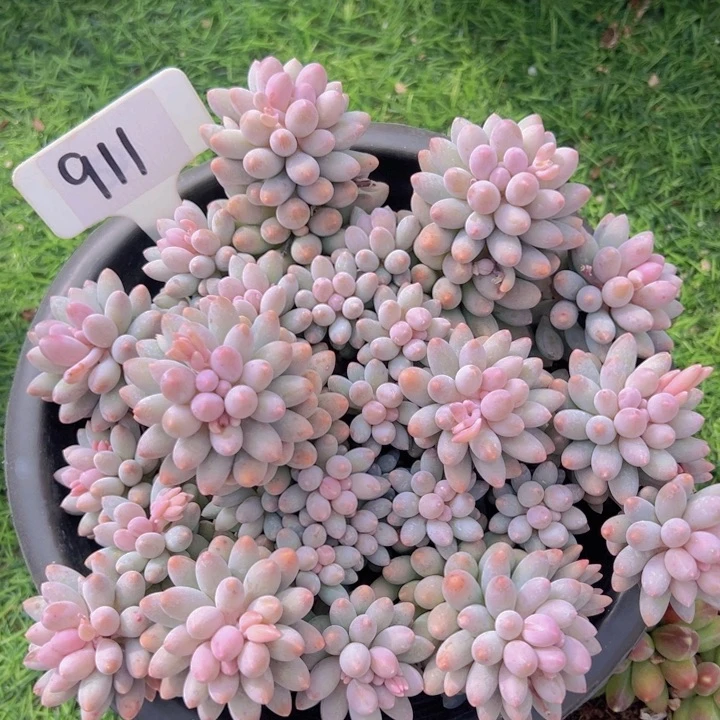 健健康康平平安安