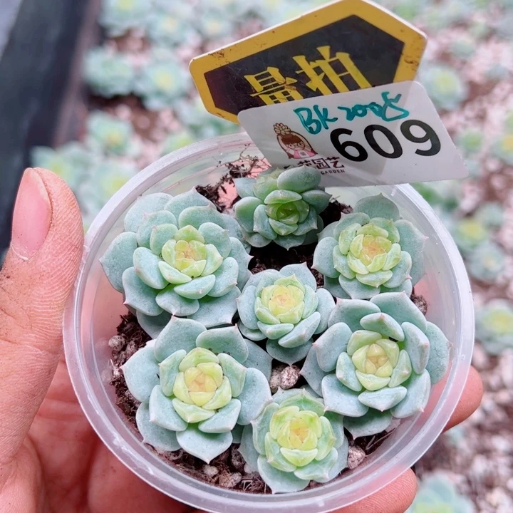 多肉植物多肉植物