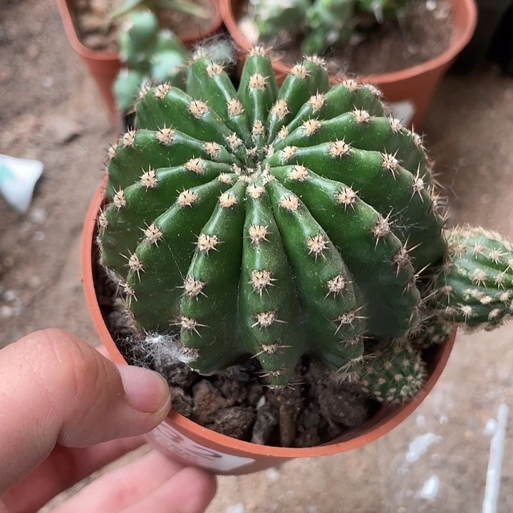 332仙人球开花植物