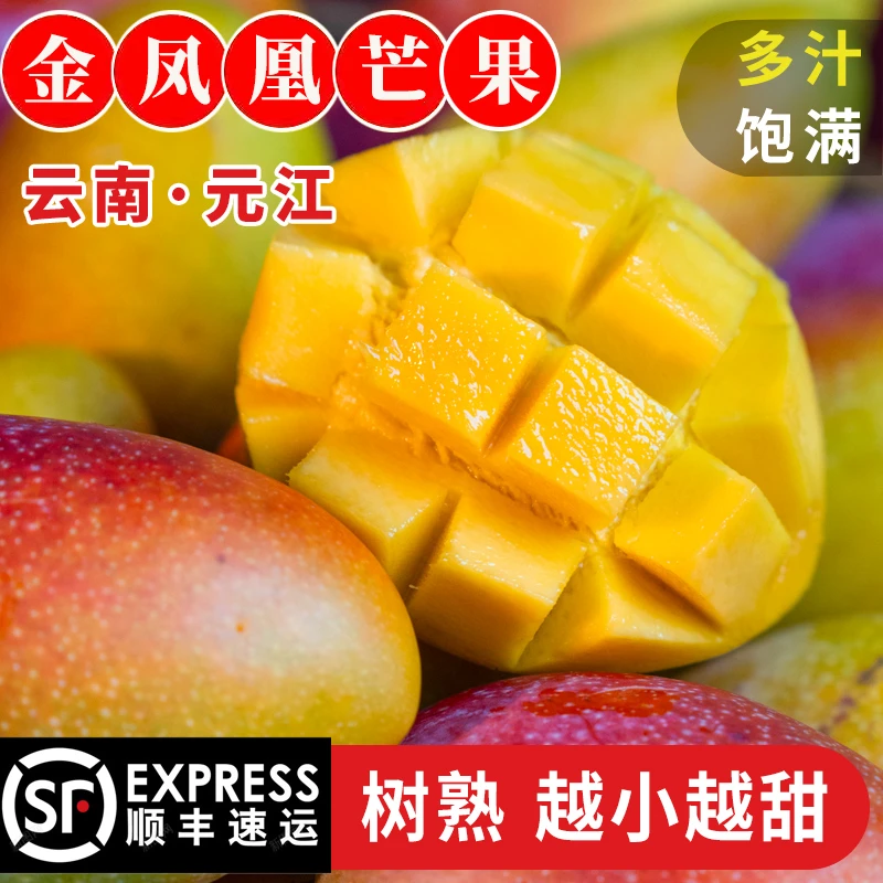 产地直发元江树熟小金凤凰芒果新鲜采摘核薄肉厚爆甜多汁应季水果