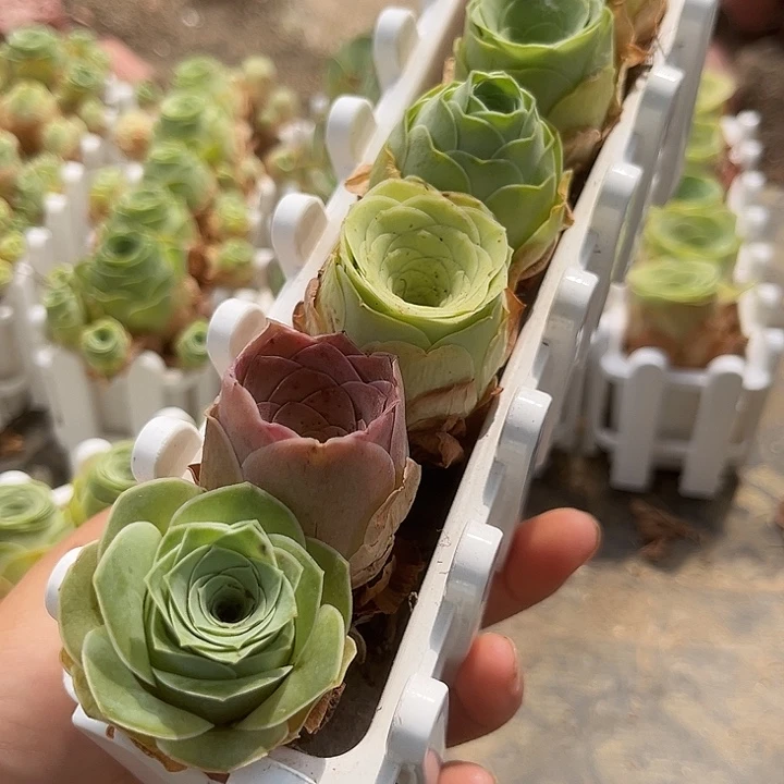 混播玫瑰6个带长盒