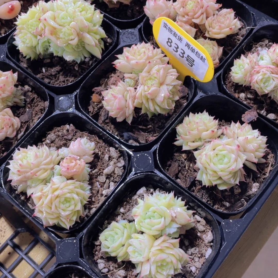 833号 玫瑰花精品麦秆多头群一个