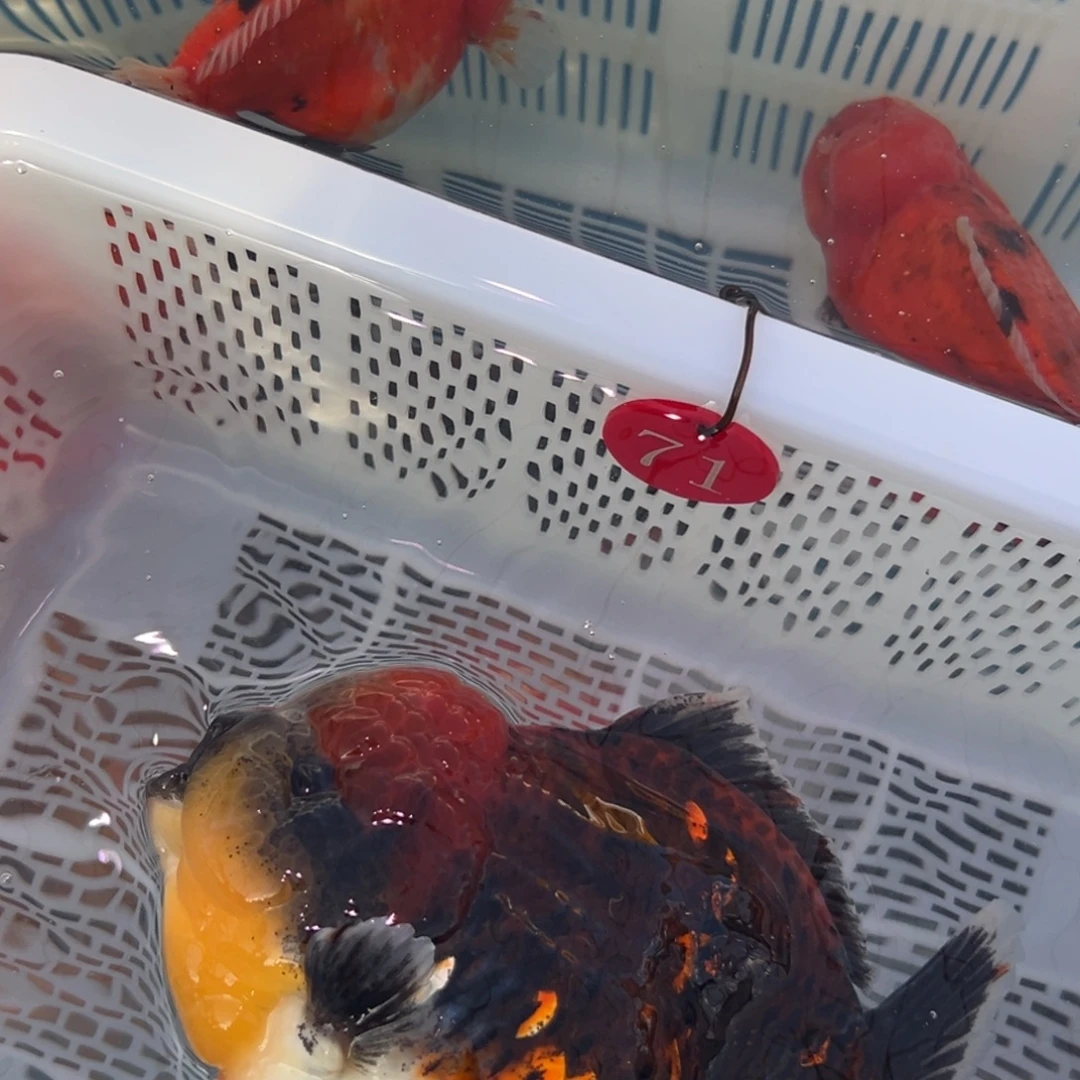 旅***3金鱼你好吗我好想你