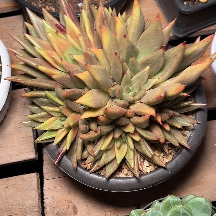 多肉植物一物一拍