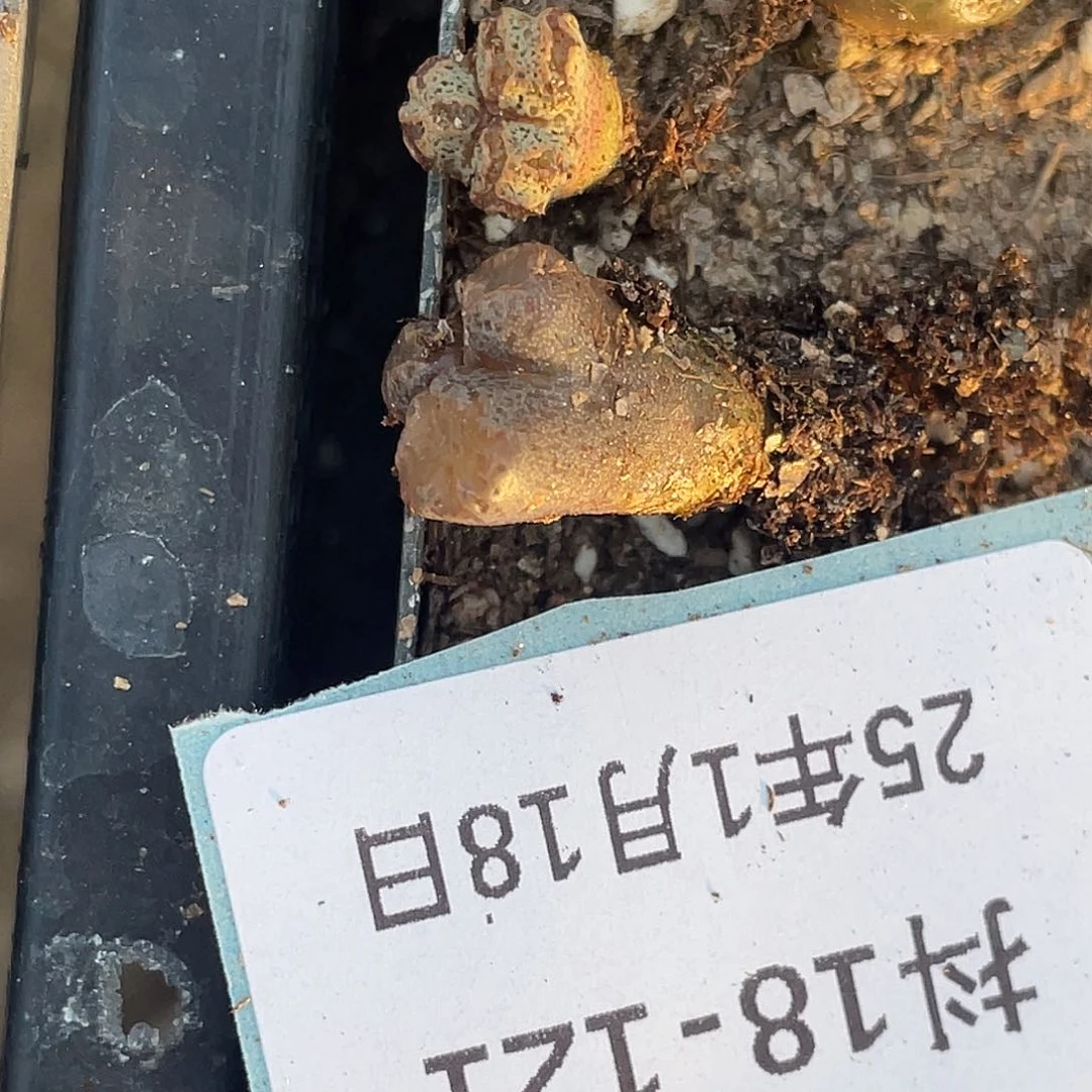默**期18-121肉锥多肉植物