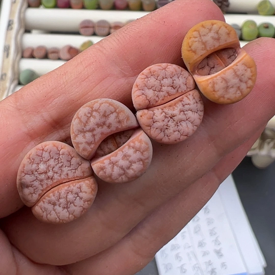 12.10好看的多肉脱土发货703