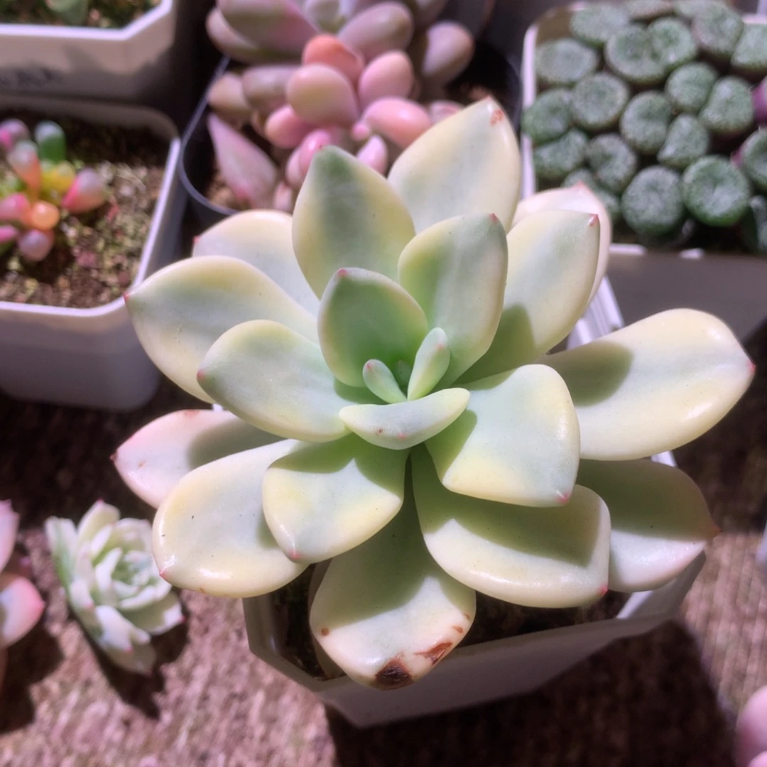 桃夭夭覆轮锦有根