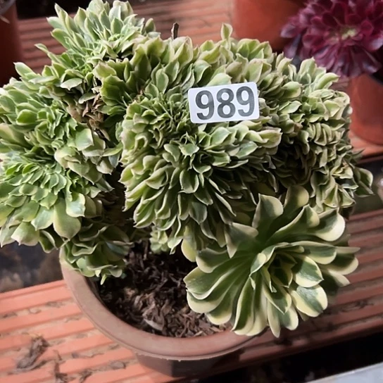 璐***瑶一颗绿豆沙法师 989