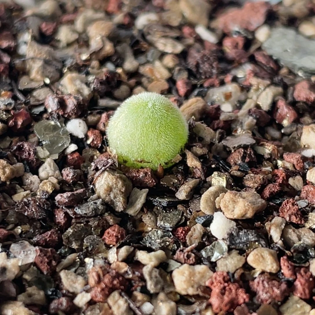 18-7宝辉多肉植物肉锥