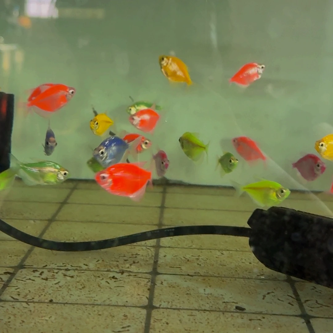 孔雀鱼天使鱼，10条，6色都全