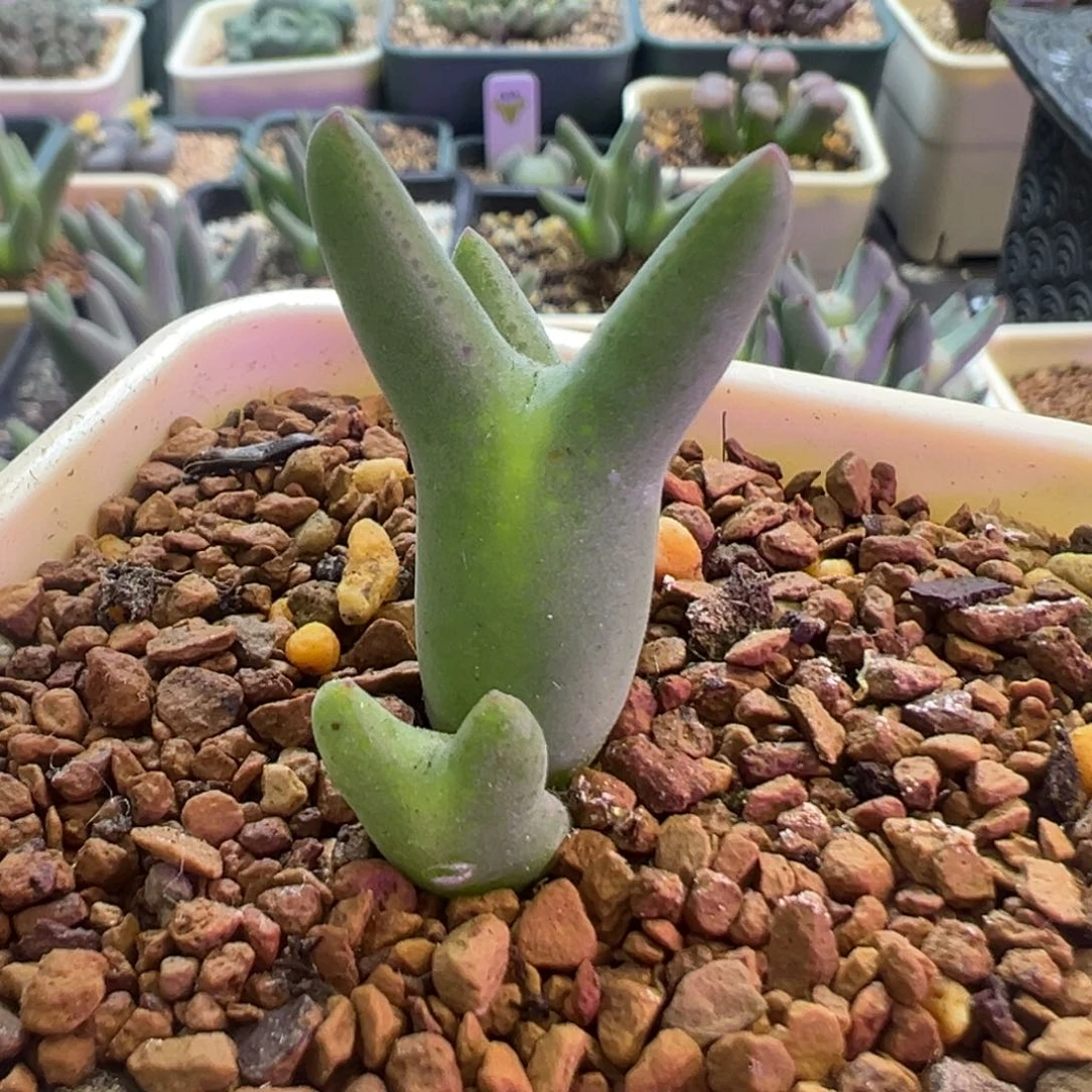 优选毛皮卡丘 肉锥植物