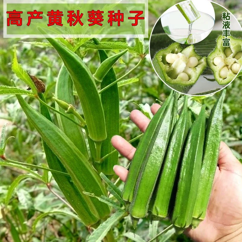 秋葵种子春夏季黄秋葵种子籽大田农家四季盆栽庭院蔬菜种孑高产