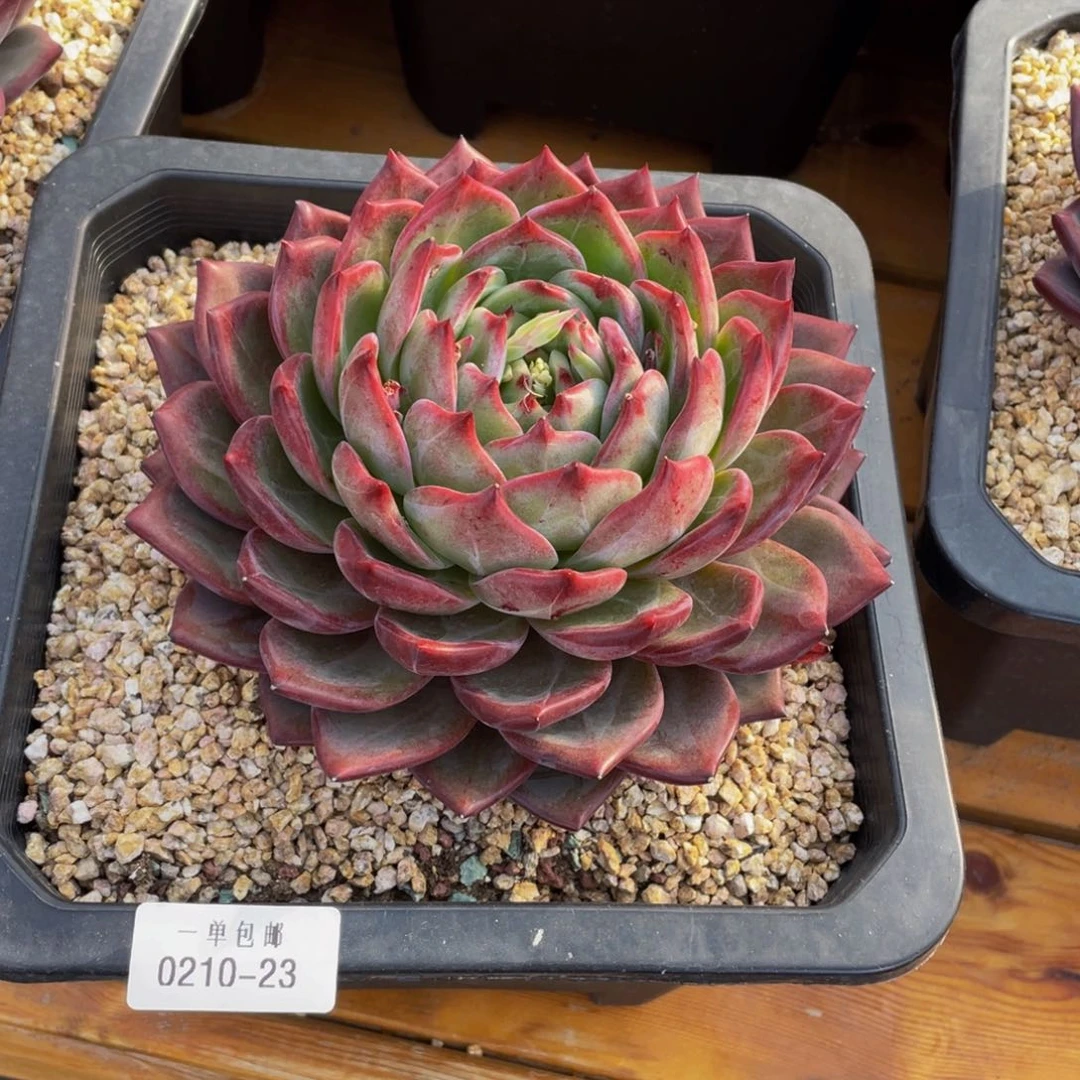 0210-23-夜魔侠。。。