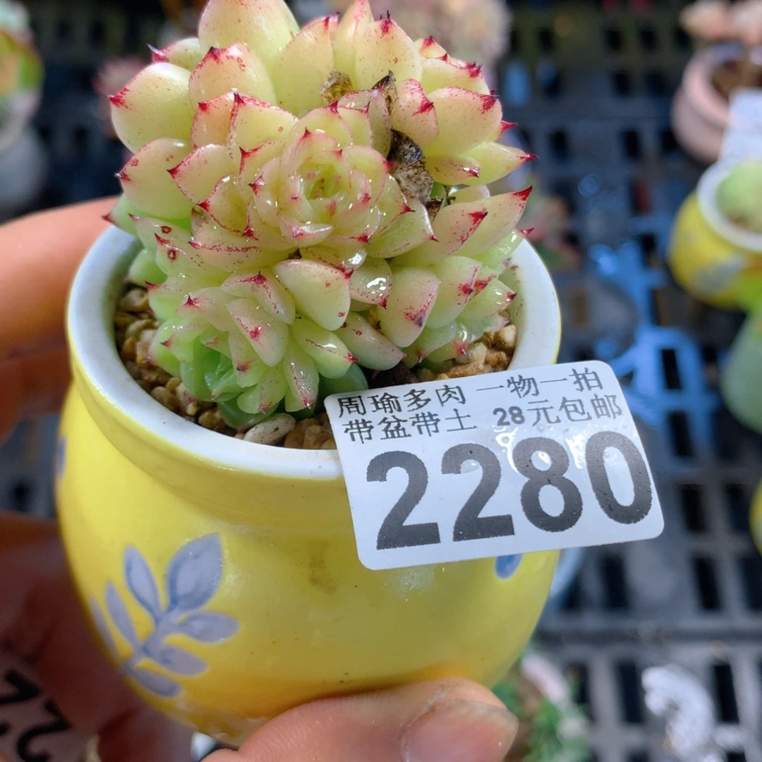 精控多肉植物2280
