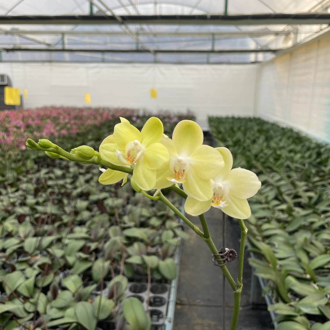 【秀新兰业】蝴蝶兰【台大微笑】3.0寸带花带花苞发货