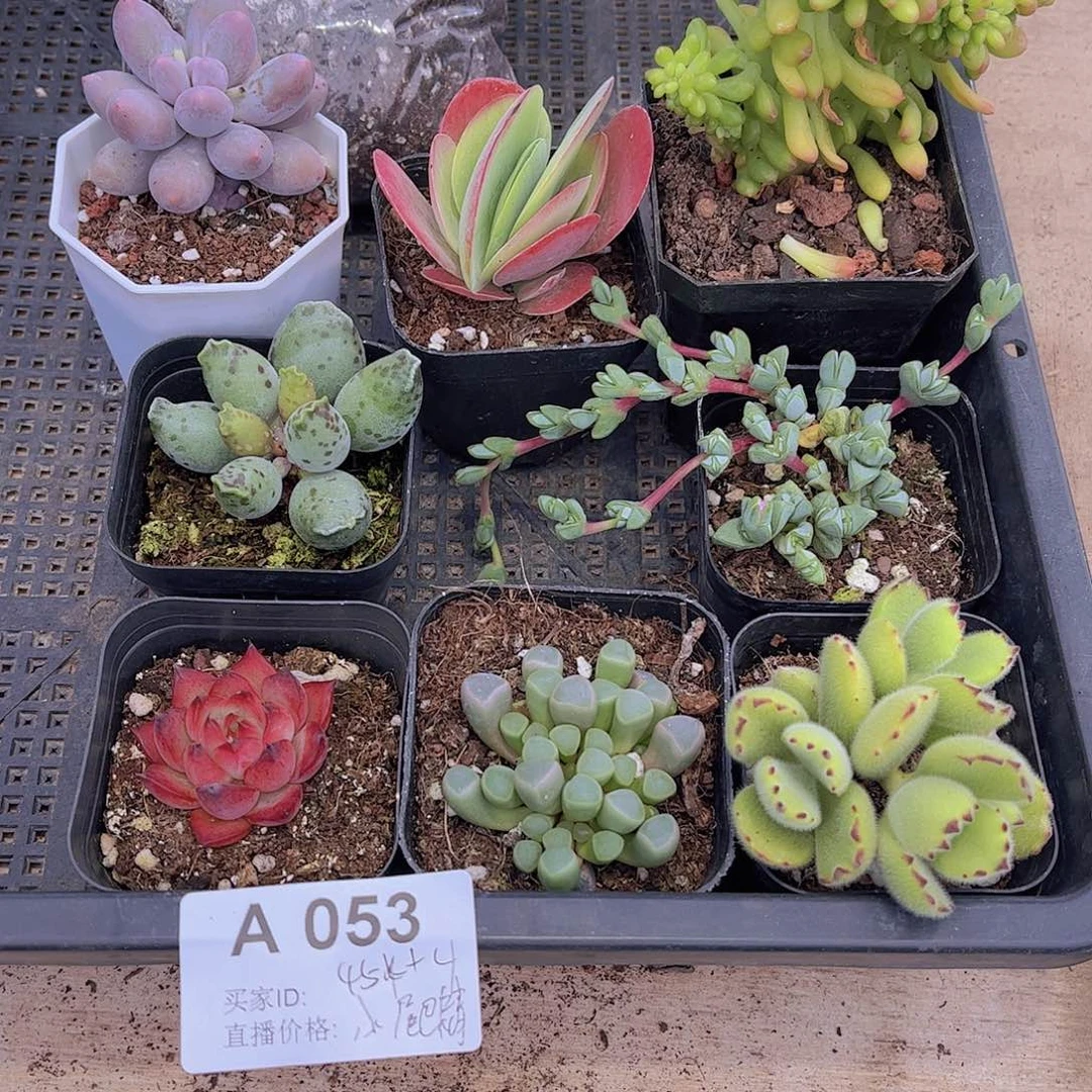 53号多肉植物多肉