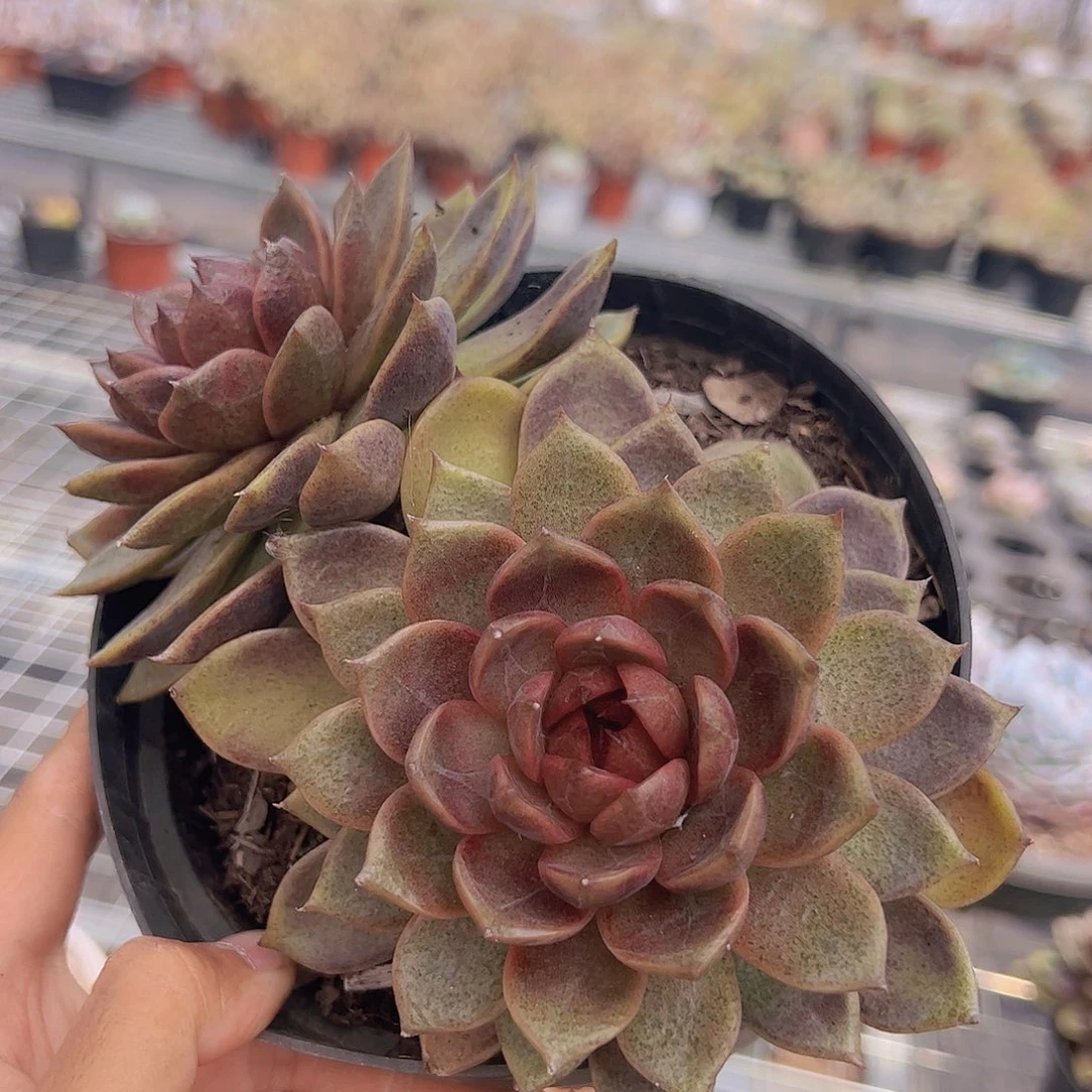 巧克力慕斯双头起发精品