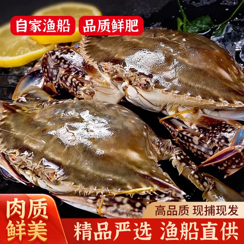 【保鲜不保活】威海鲜活梭子蟹 母蟹 6两一只 二斤3只左右 顺丰发货