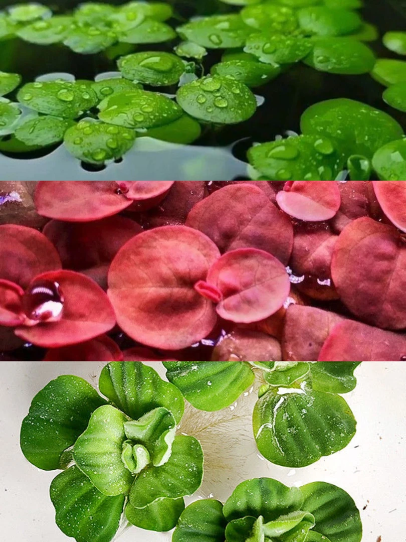 小型鱼专业水草圆心萍水芙蓉红毛丹水草