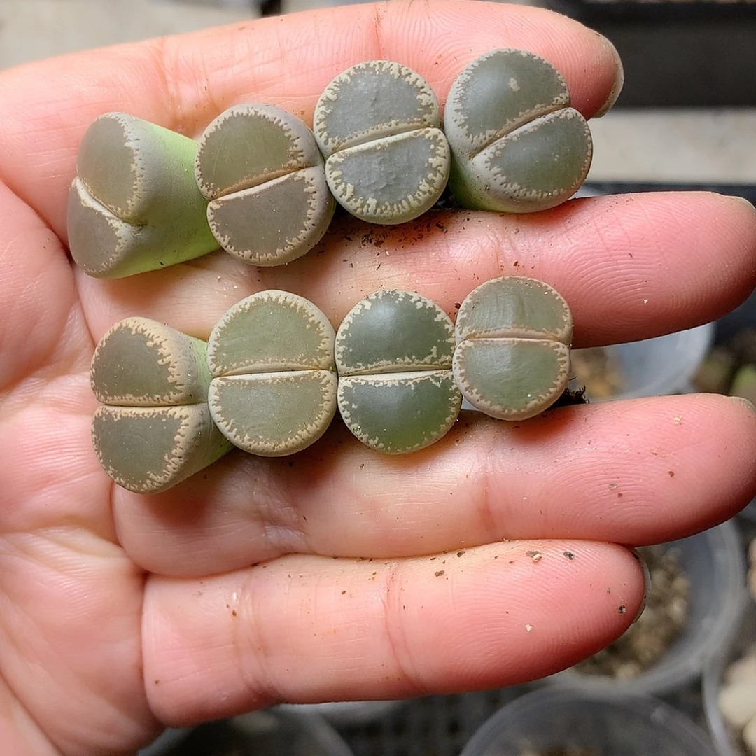 W242多肉植物保护