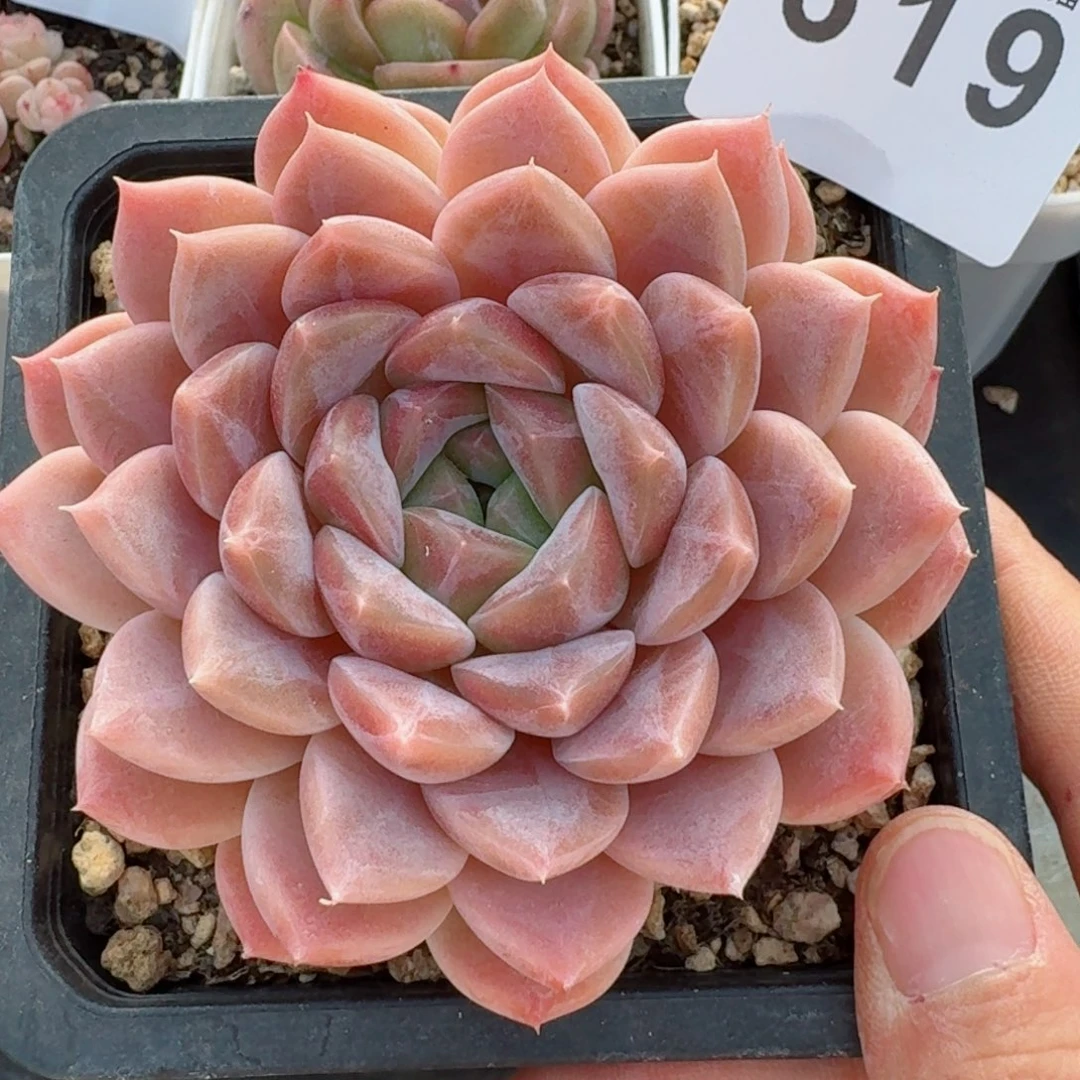 抹茶冰魄         精品多肉