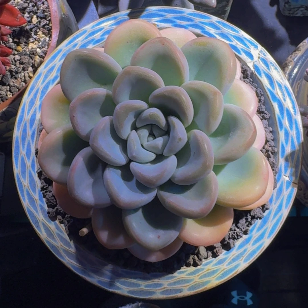 玉麒麟 单头 一物一拍
