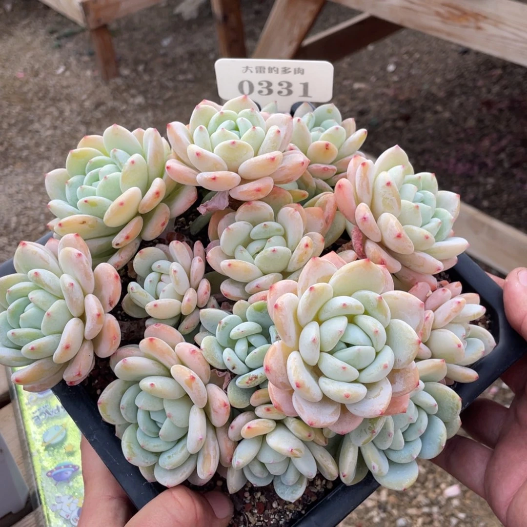 0331冷香不带盆20厘米