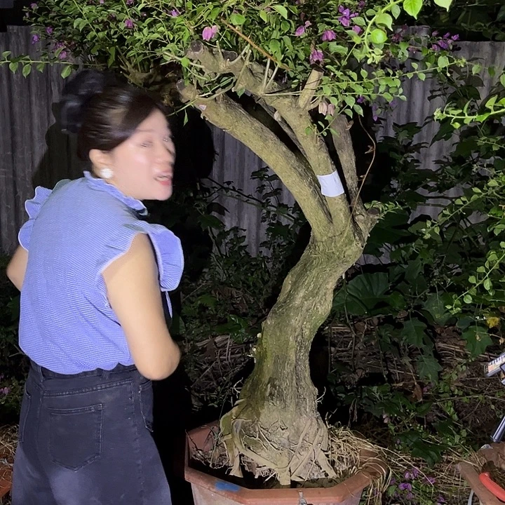 无花朵小叶紫三角梅一物一拍1400